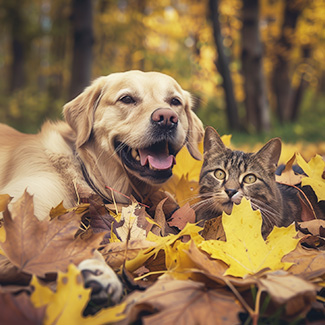 préparer l'automne avec vos animaux